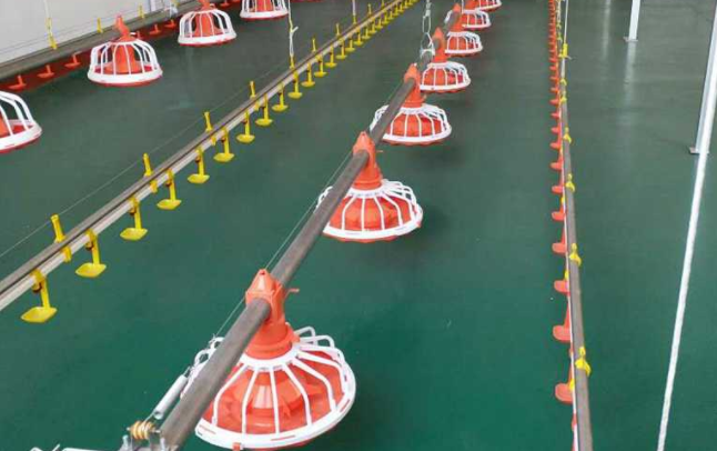 全自动养鸡装备水线的这两个问题你都知道吗？？？？