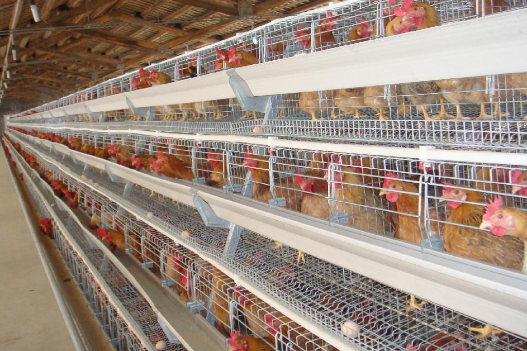 蛋鸡装备的蛋鸡鸡笼养殖优势