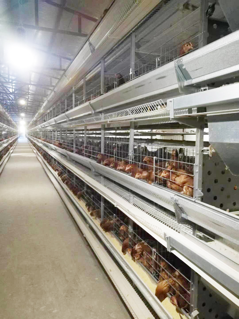 养殖用蛋鸡装备包括那些详细的？？？？？