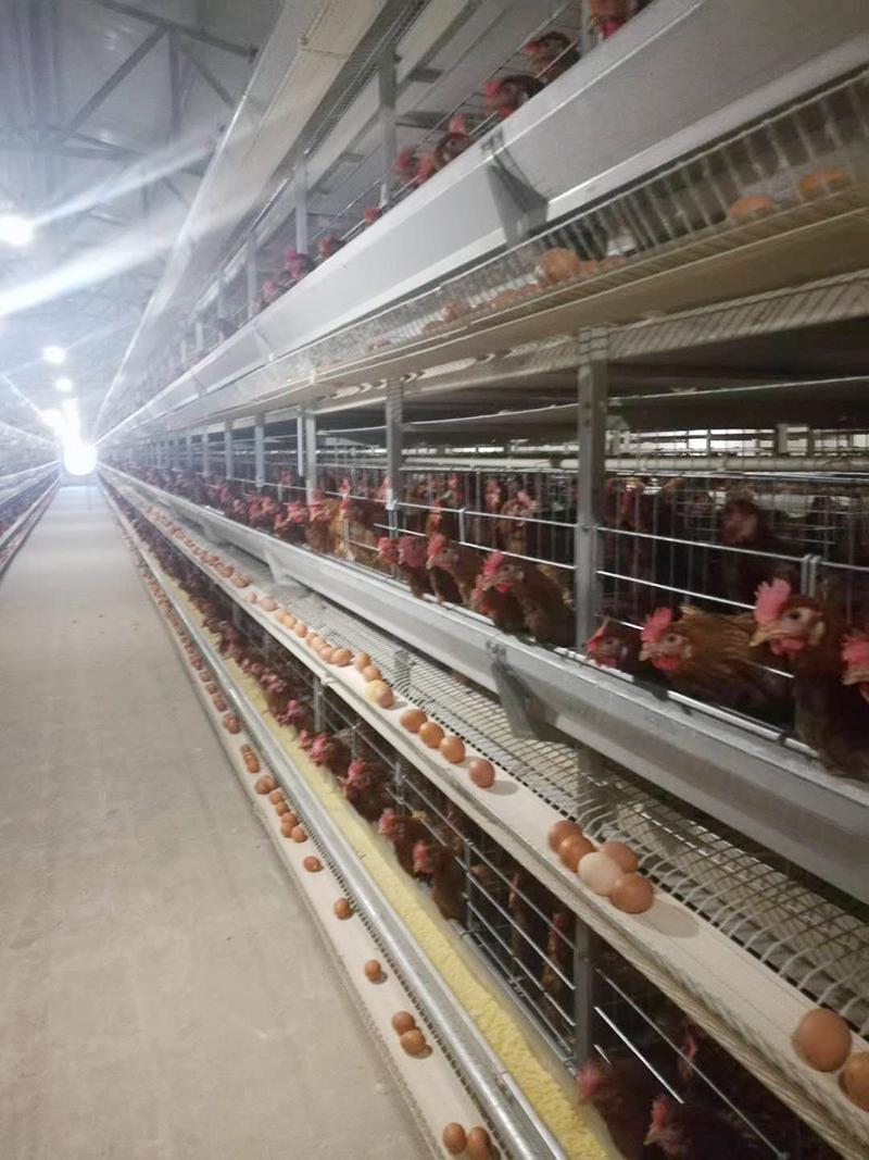 你知道蛋鸡装备的装置要领有哪些吗？？？？？？