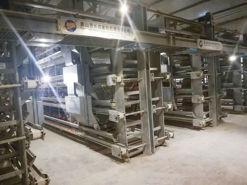 蛋鸡装备该怎样举行使用呢？？？？？