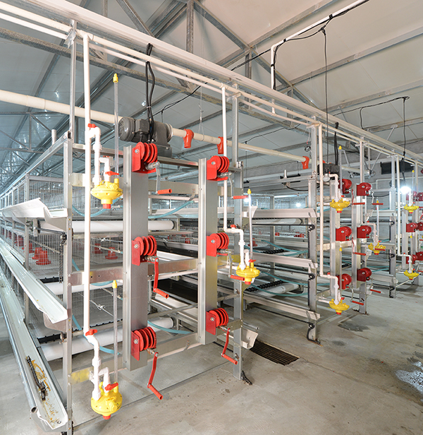 玩彩网畜牧肉鸡装备笼养与网养的区别