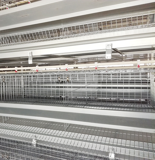 使用全自动养鸡装备养鸡用什么饲料好？？？